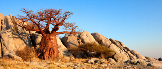 Mobi Lodge_Web_Design_Blog_Botswana_V1-01