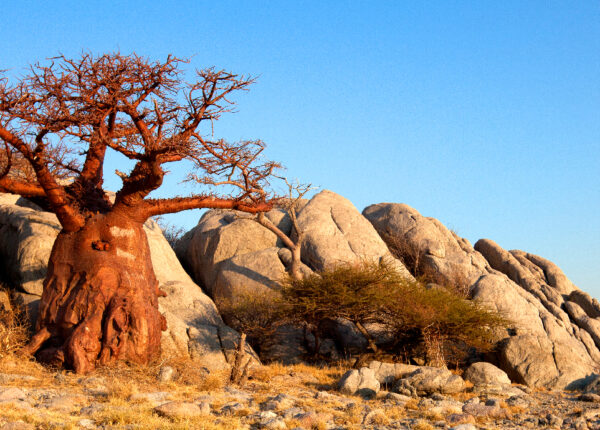 Mobi Lodge_Web_Design_Blog_Botswana_V1-01