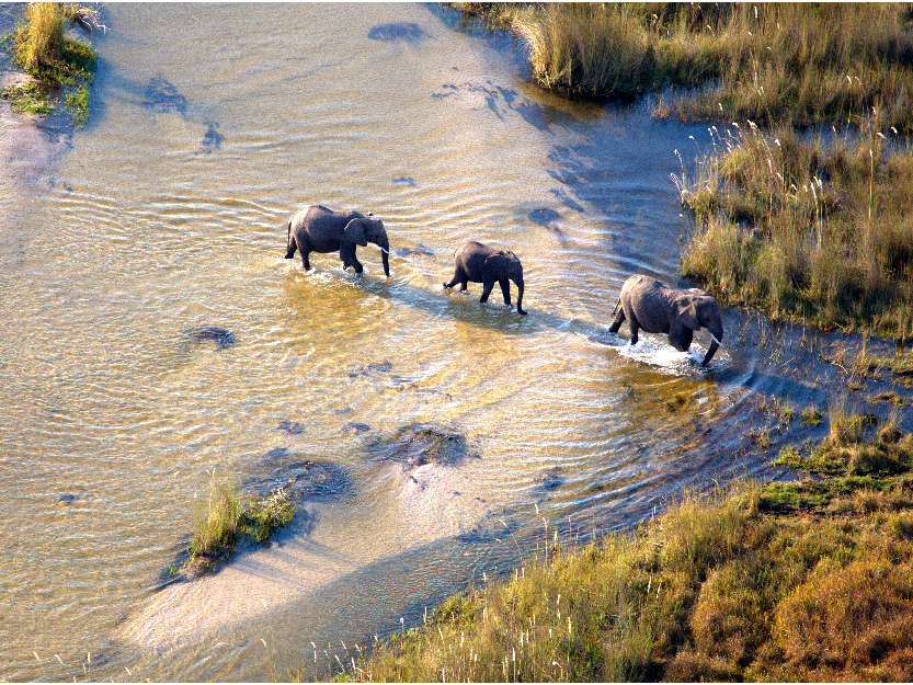 Elephants in Botswana