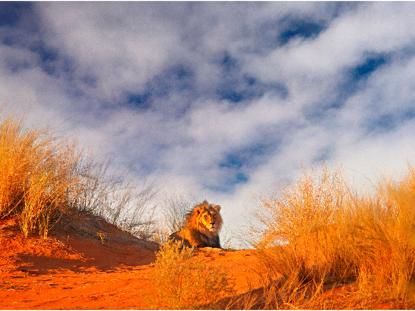 Lion in Botswana