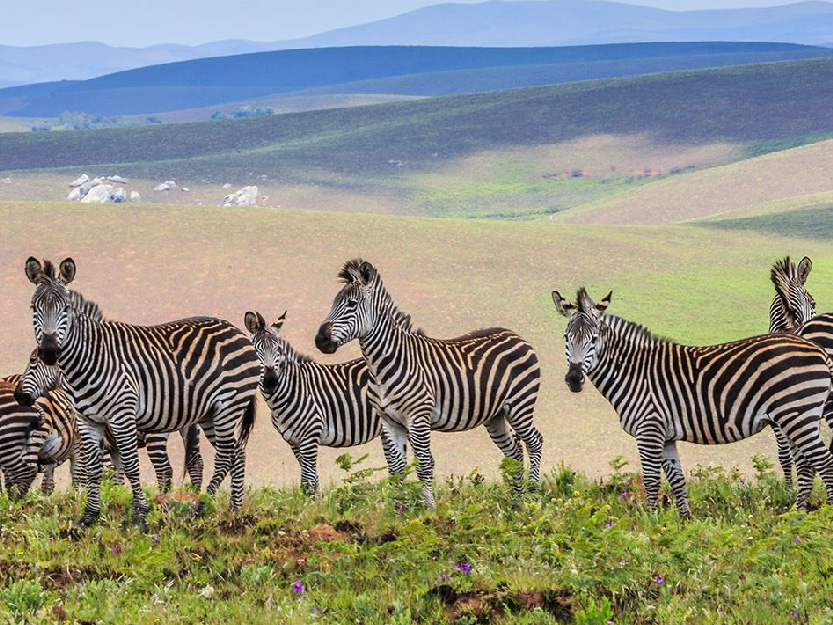 Nyika Plateau, Malawi