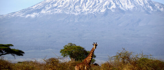 Mobi Lodge_Web_Design_Blog_Tanzania_V1-01
