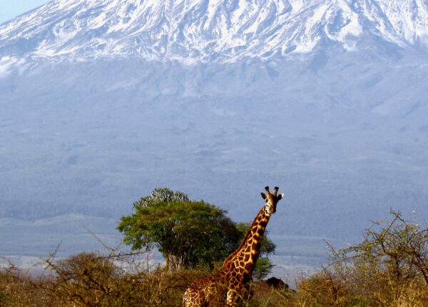Mobi Lodge_Web_Design_Blog_Tanzania_V1-01