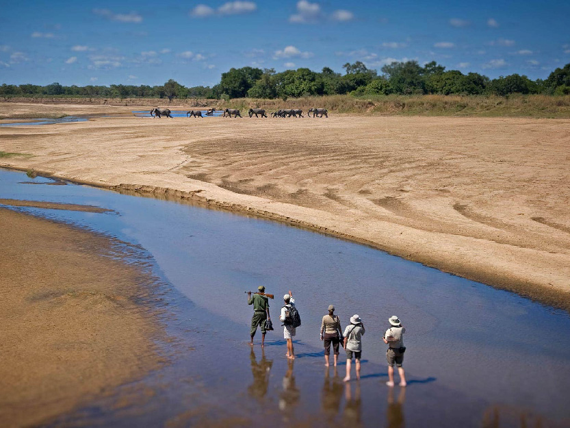 Zambia Wildlife