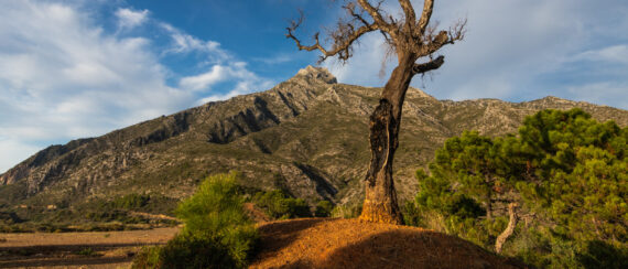 Mobi Lodge_Web_Design_Blog_Zimbabwe_V1-01